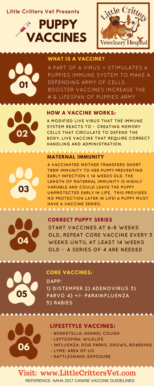 Puppy Health Plans at Little Critters Vet Gilbert, AZ